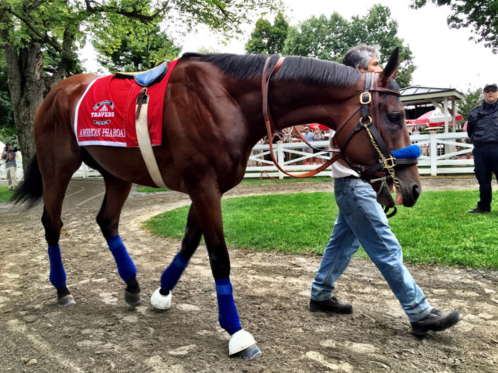 ​​​​​​​Here is a behind-the-scenes shot of American Pharoah at 2015's Travers.