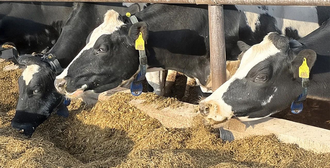 Cows gather at a trough at Mighty Grand Dairy Farm in Wisconsin