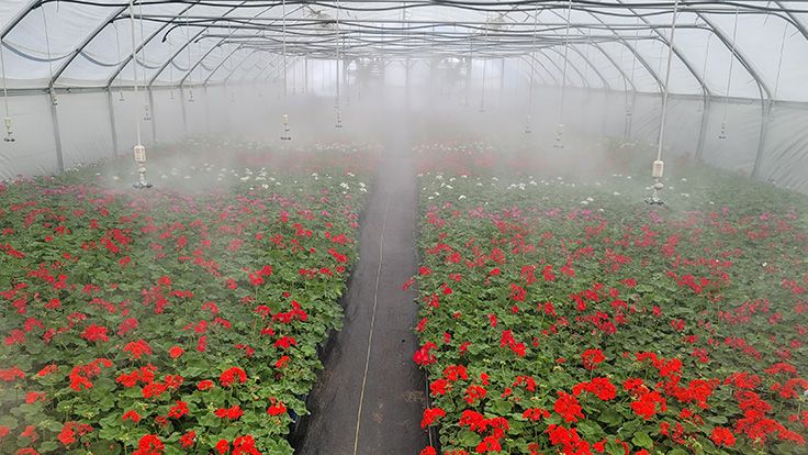 All Color Growers greenhouse 