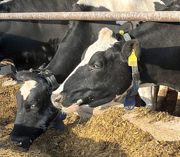 Cows wearing tracking devices gather at a trough at Mighty Grand Dairy Farm in Wisconsin
